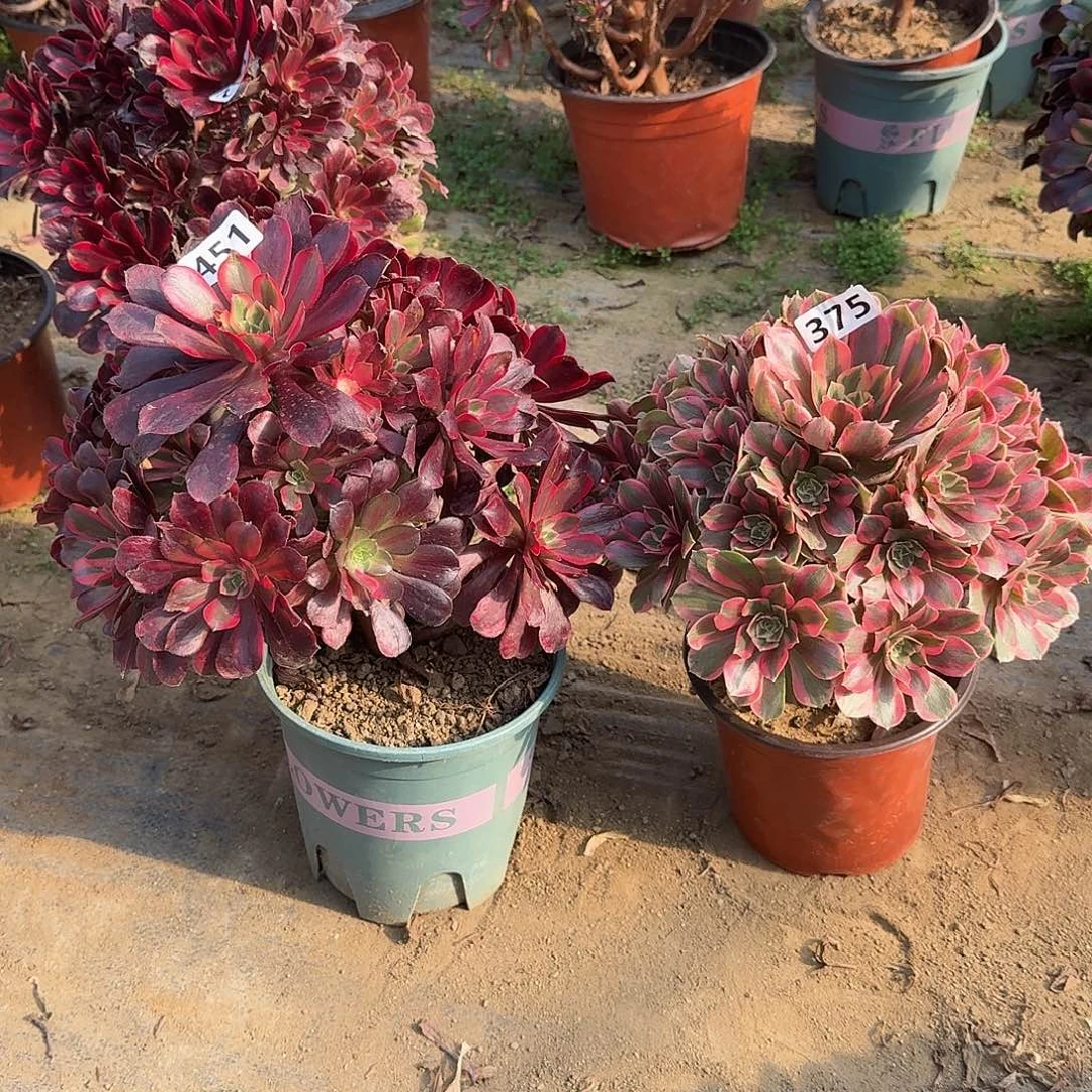 多肉植物2个375号451号
