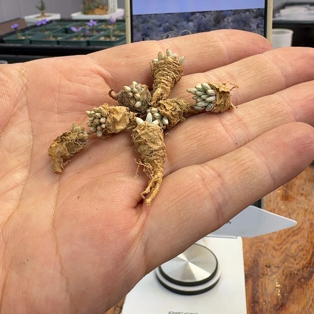 红花rj的一组1-1-3