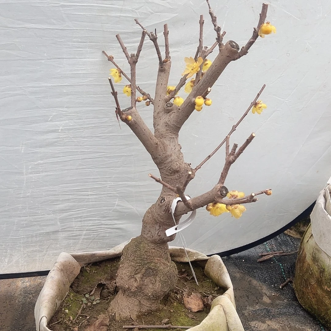 无花朵腊梅一物一拍