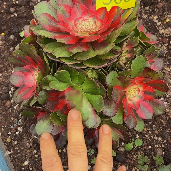 多肉植物荔枝等508个