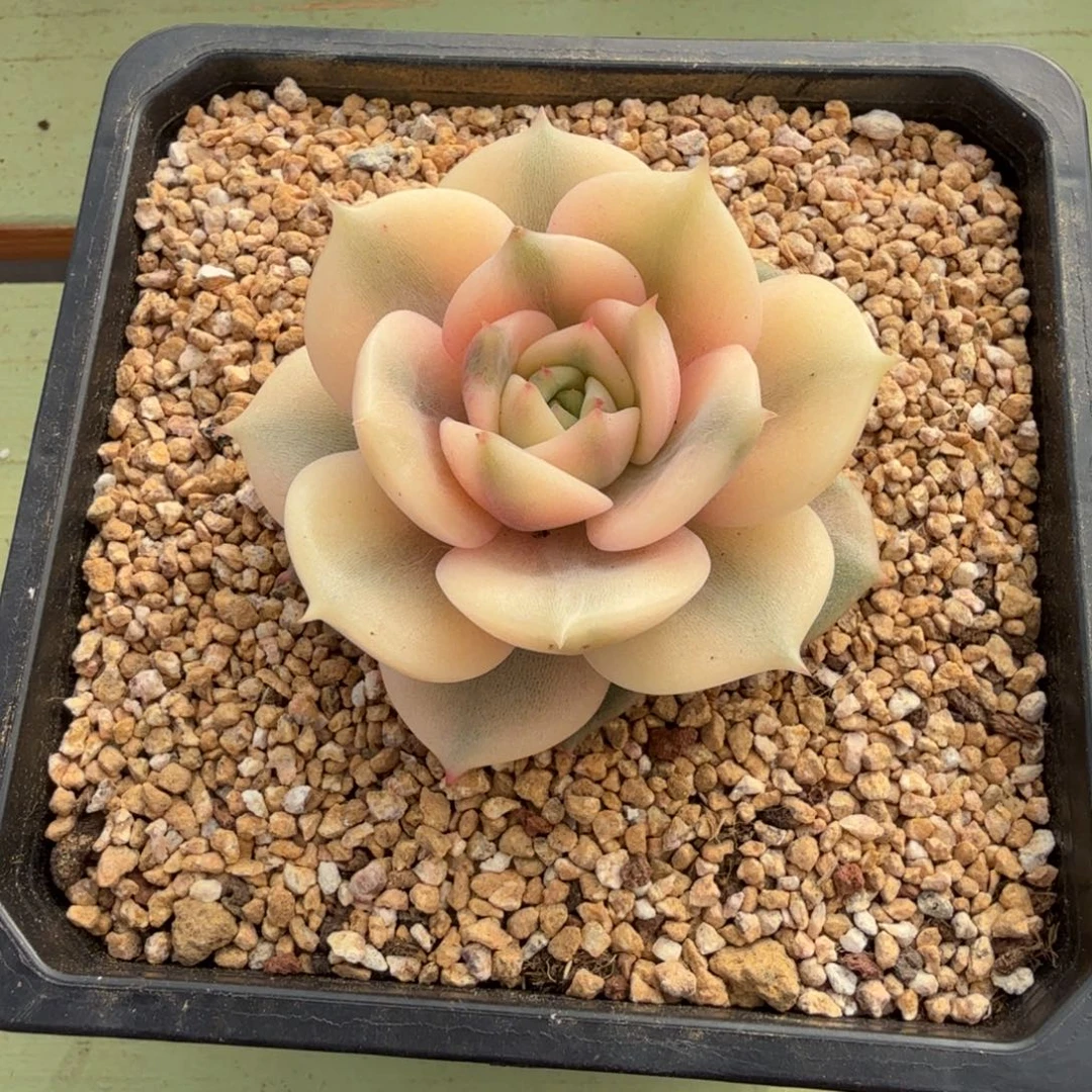 贝加尔湖锦上园艺一物一拍