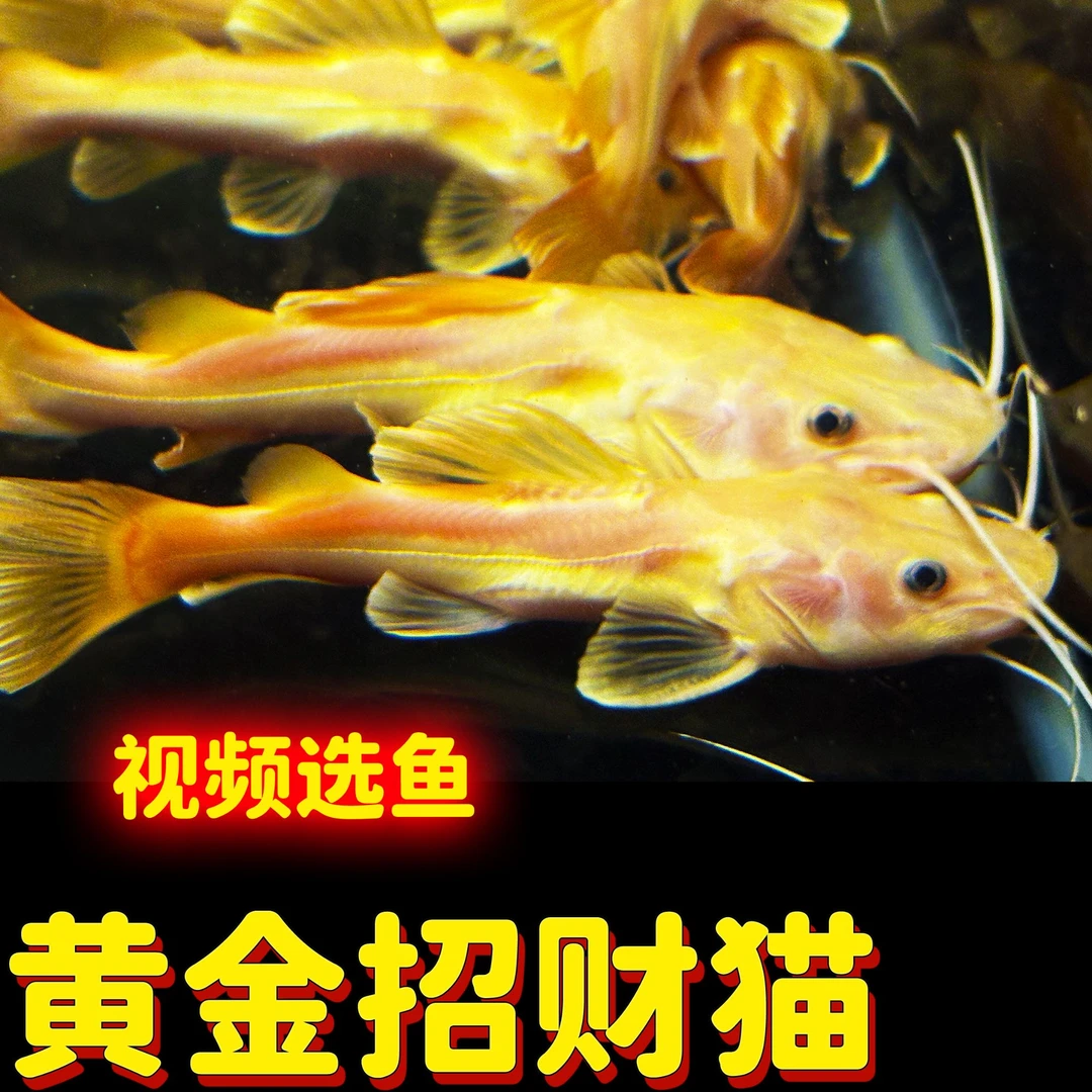 黄金招财猫鱼金猫大型观赏鱼小型龙鱼配鱼活鱼清道夫鱼底层鱼配鱼