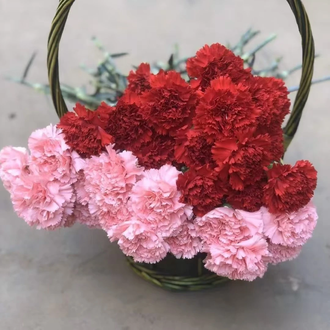 10枝红色单头康乃馨+10枝粉钻单头康乃馨【两单顺丰或京东快递】