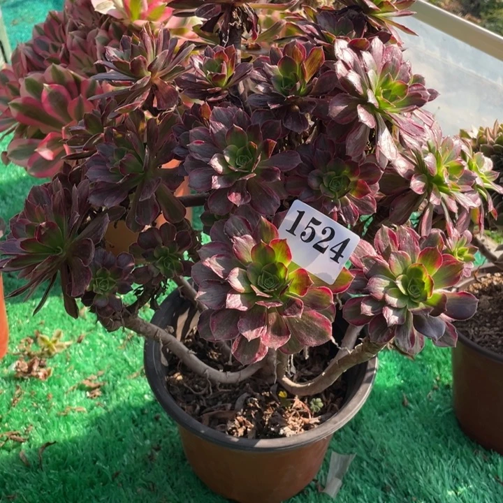 默***默524号安娜山东多肉植物