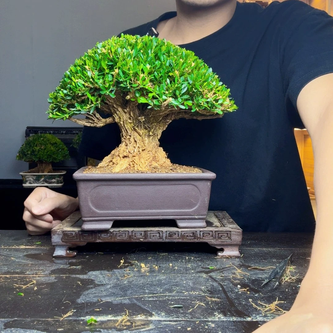 兮***木无花朵黄杨盆景一物一拍