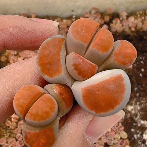 20274天天团团圆圆