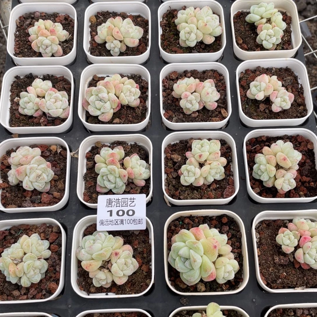 小趴地冰玉一物一拍100