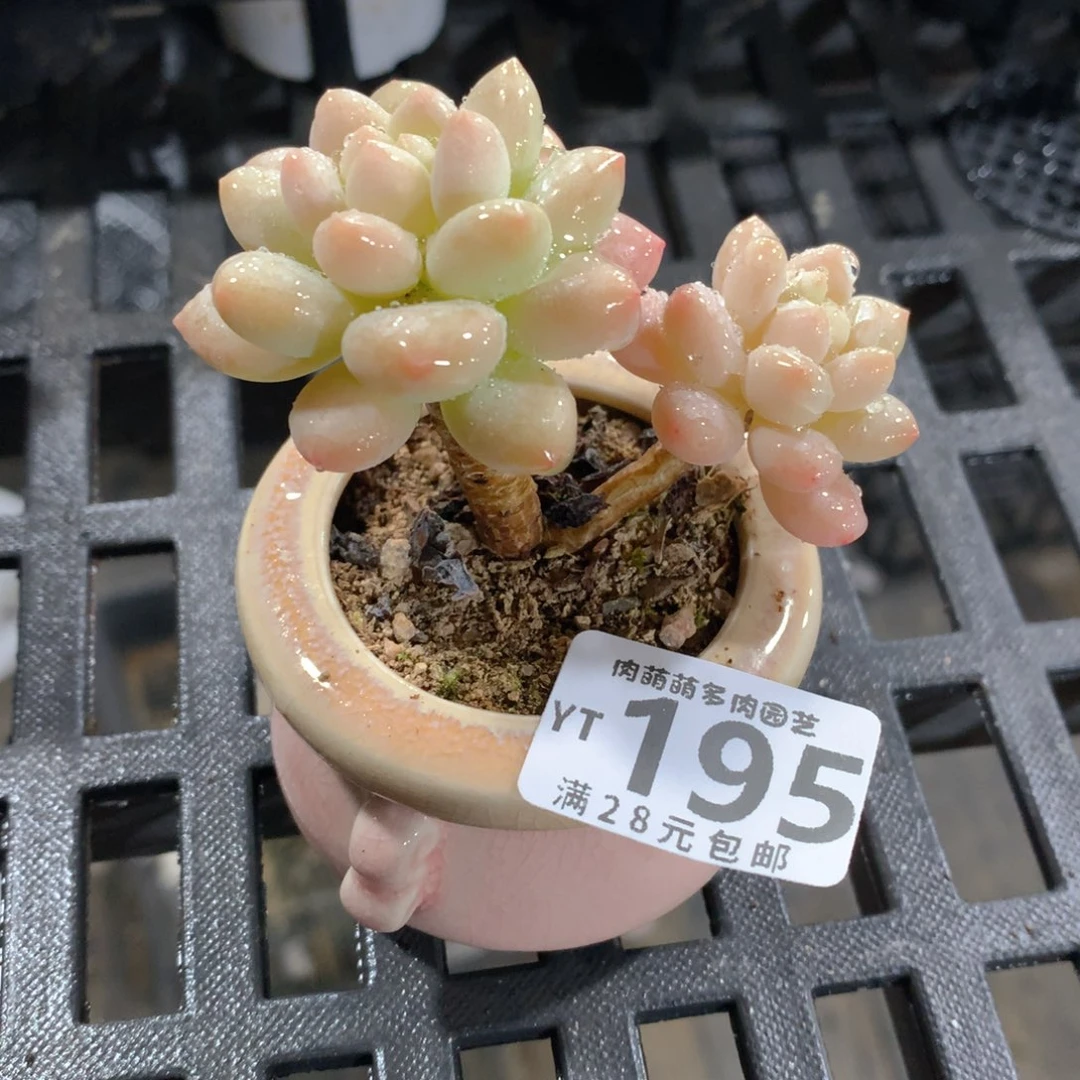 肉萌萌拇指盆精控多肉YT195