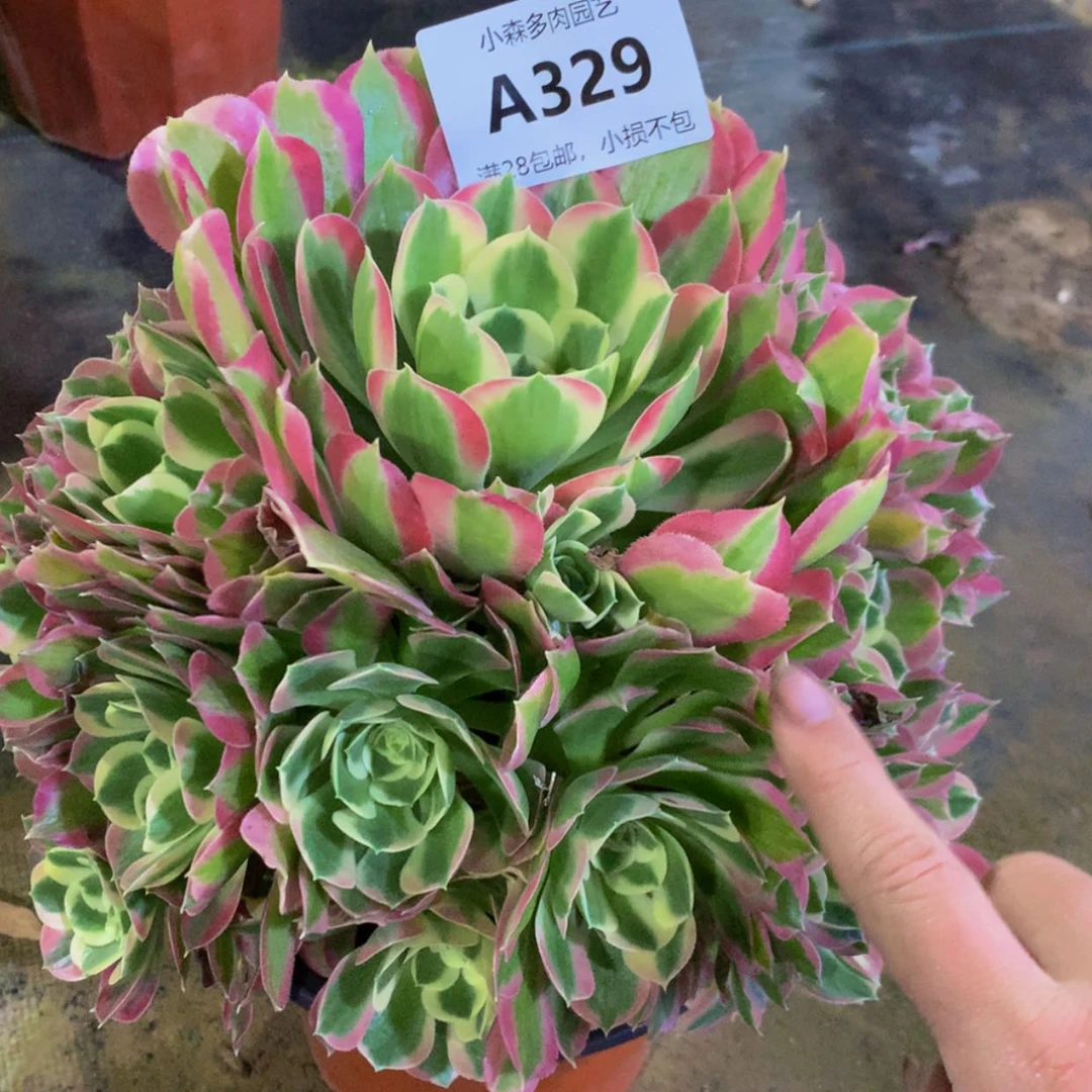 【闪购商品】329白凤多肉
