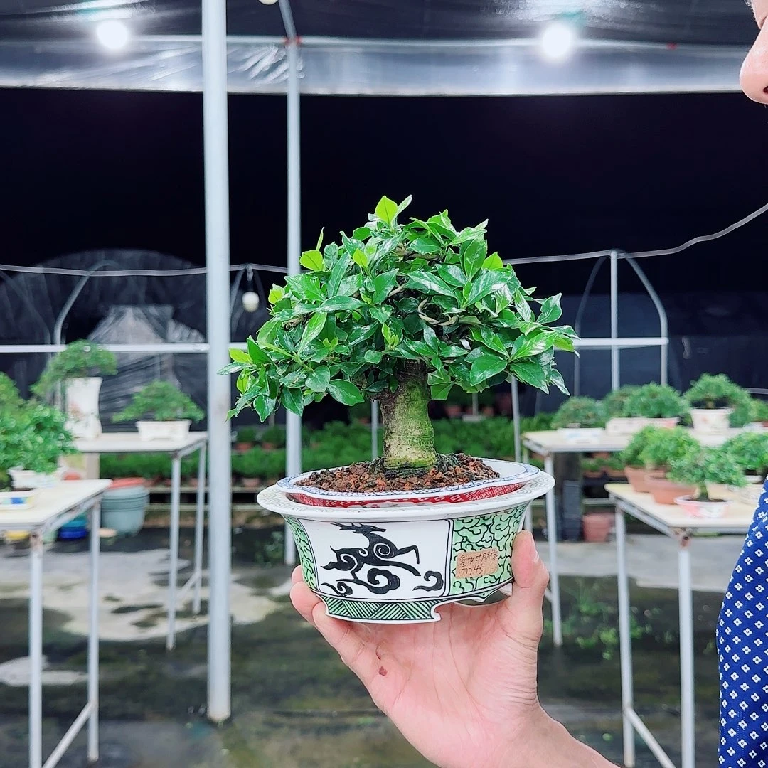 皇***座玉环栀子花带手绘盆