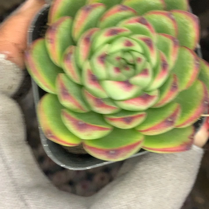 月亮石  （不满9.99发空盆冷地区不拍保温扣3.9多肉）