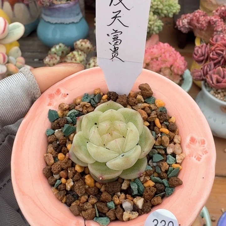 喜*330 多肉含盆土发货 30元包邮 除偏远