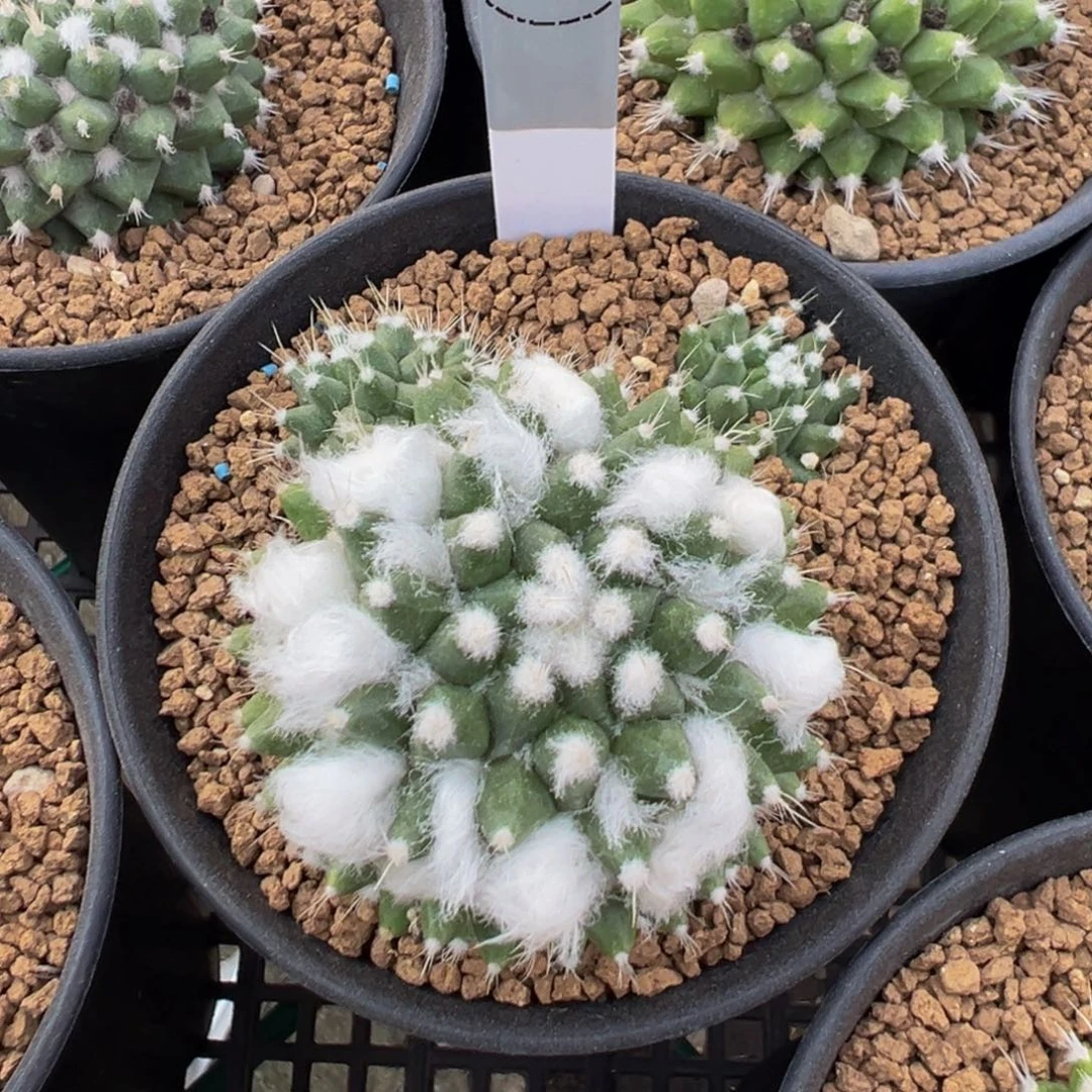 144实生根雪糕多肉植物带盆土