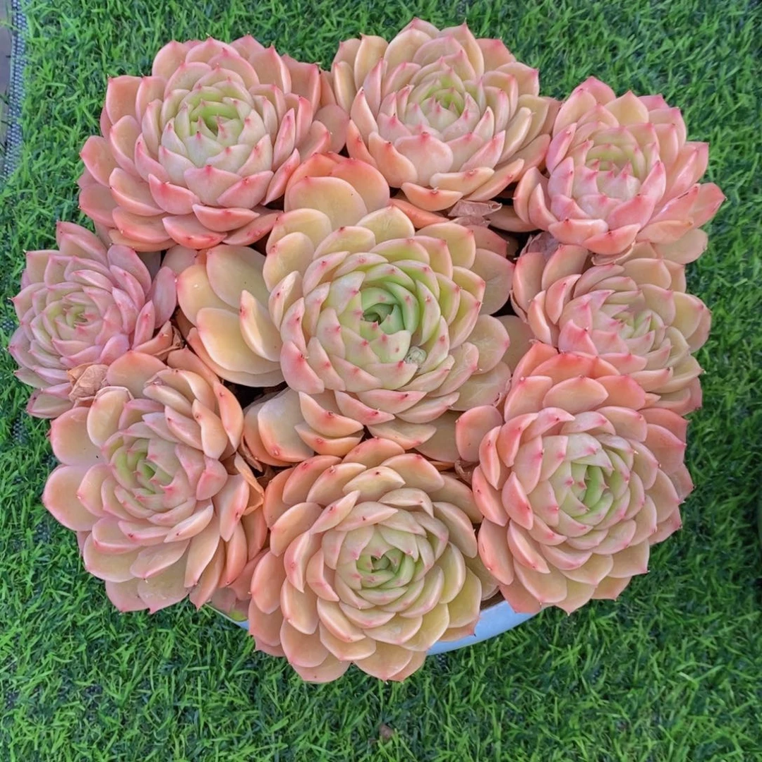 昂斯诺 一物一拍