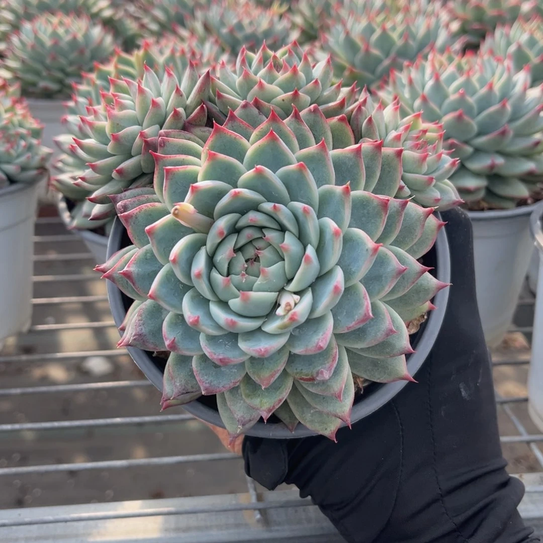 桃夭13.5公分88989888