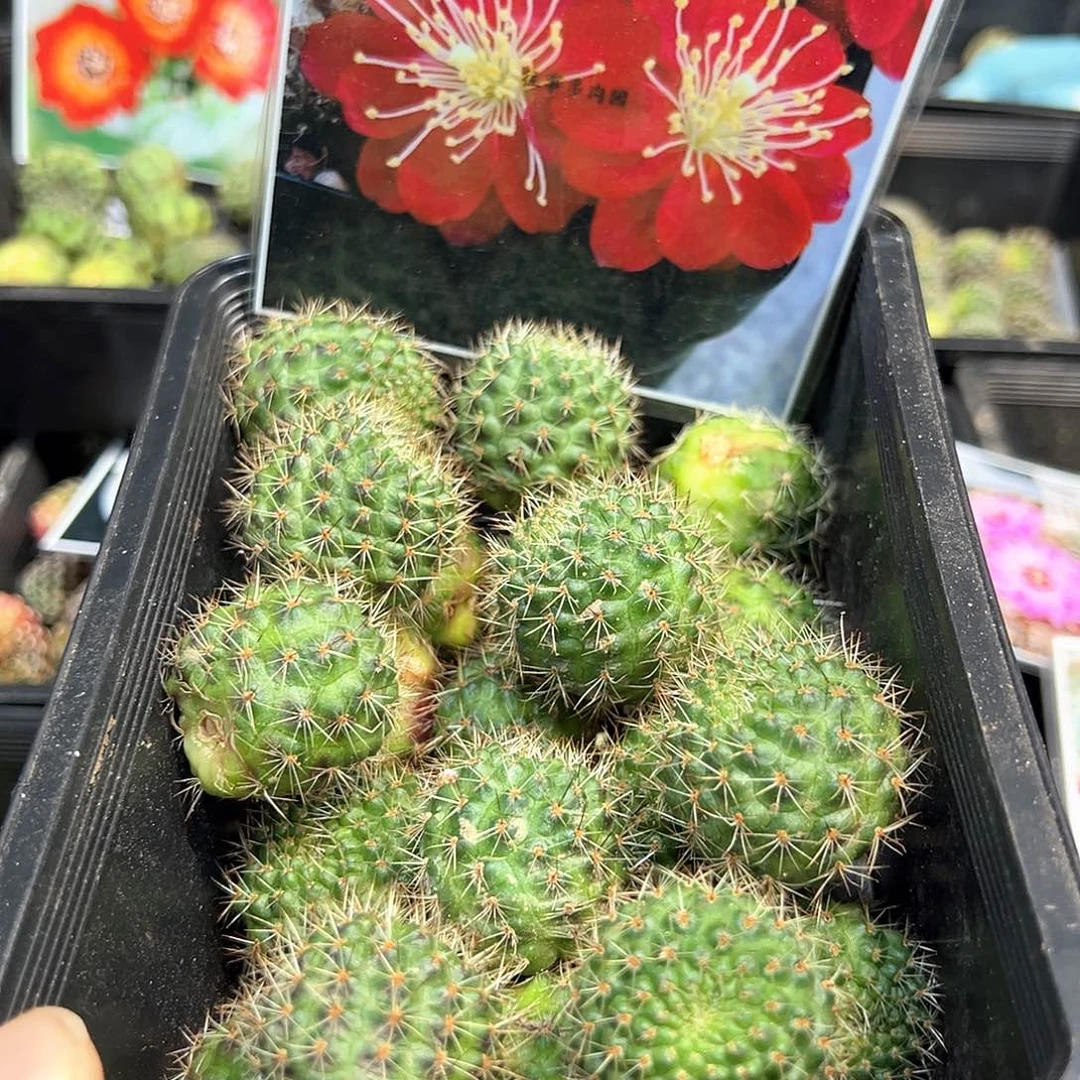 红梅球体圆侧芽一颗宝山