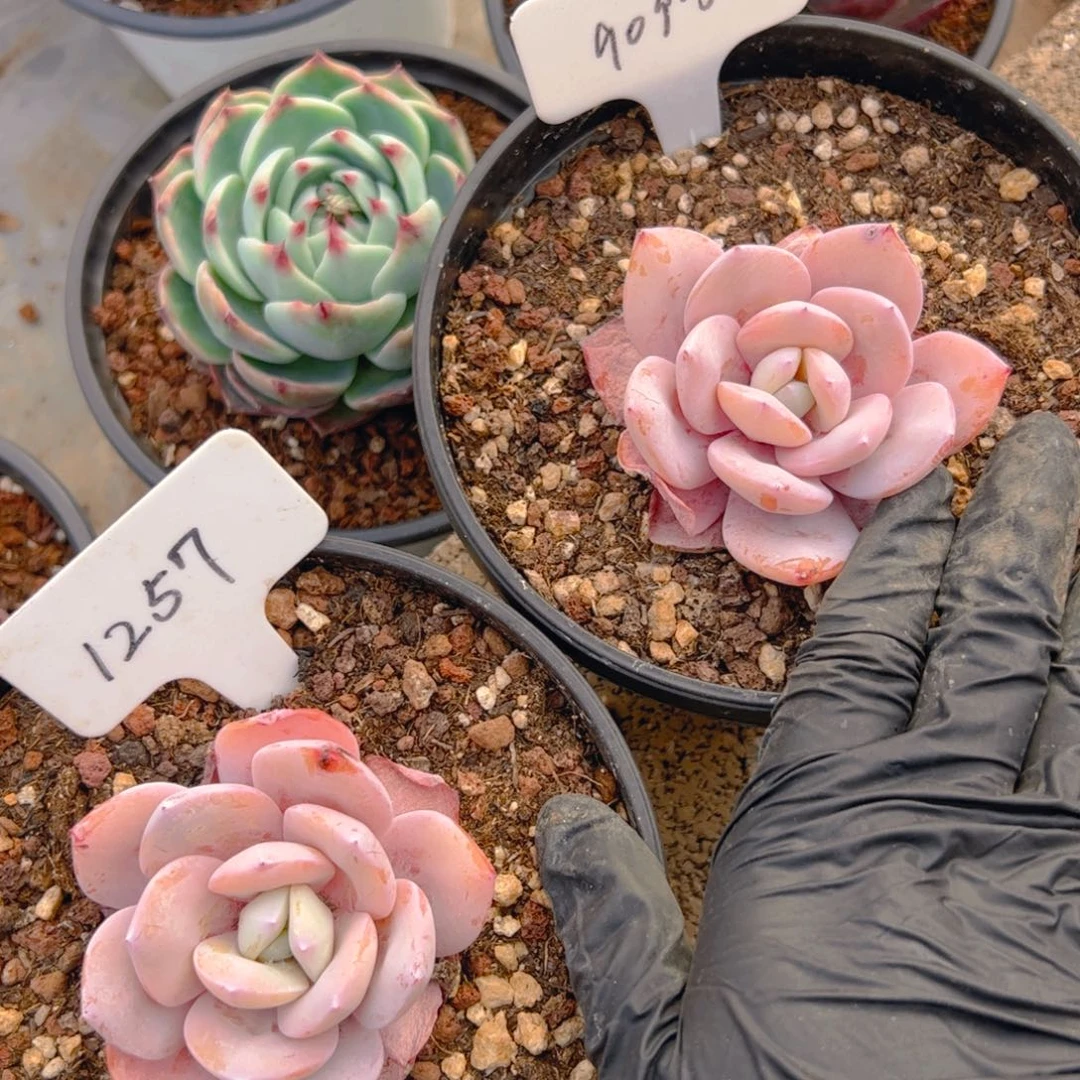 蔷**瑰奶茶9093.1257号两颗