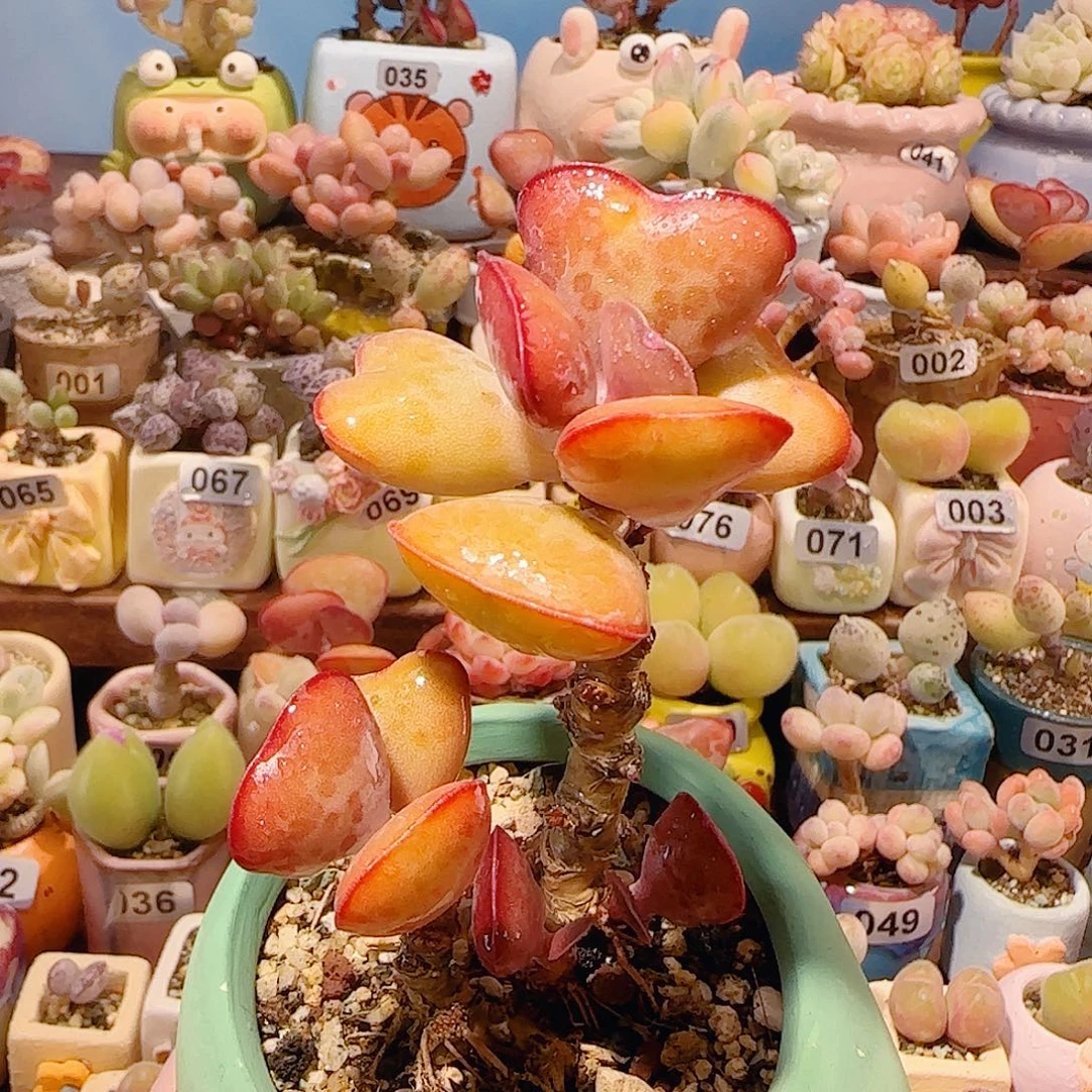T大老桩爱心水泡盆口6cm