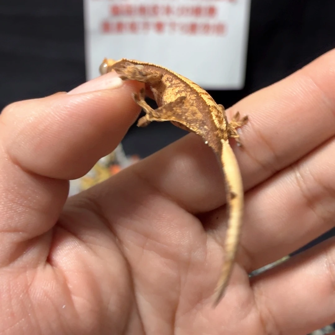 睫角守宫睫角守宫可爱入门