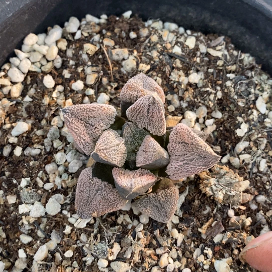 昕***好741 一颗福利。