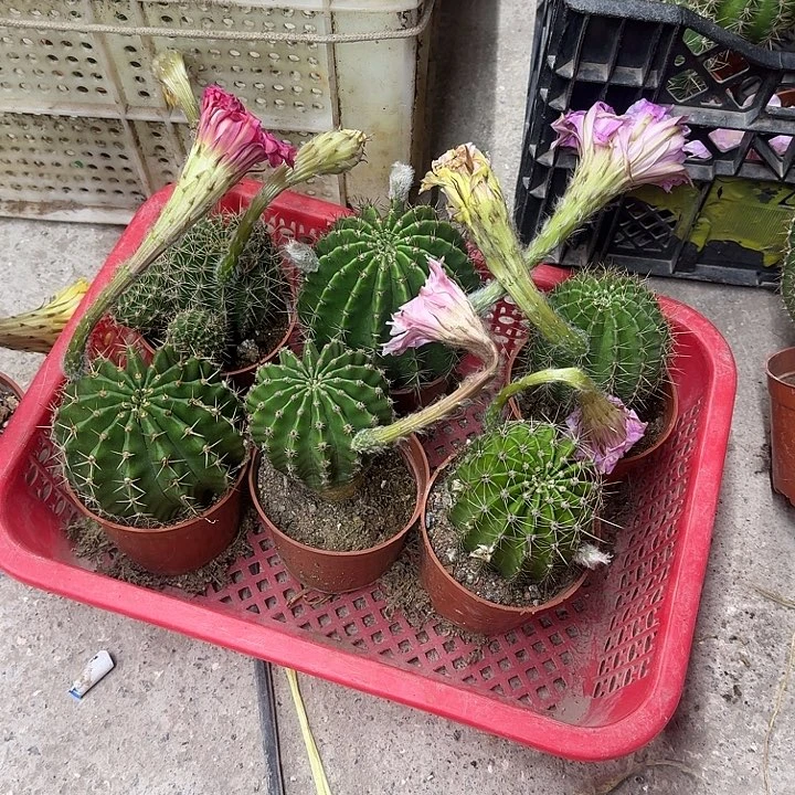 *****无花朵彩草哈哈哈哈哈哈哈哈