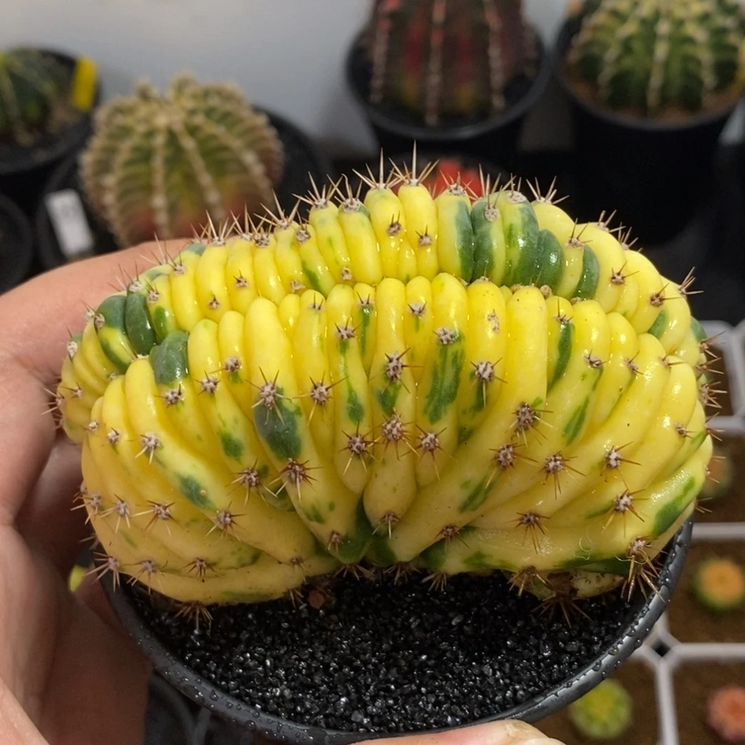 多闻柱缀化锦—带盆土发货52