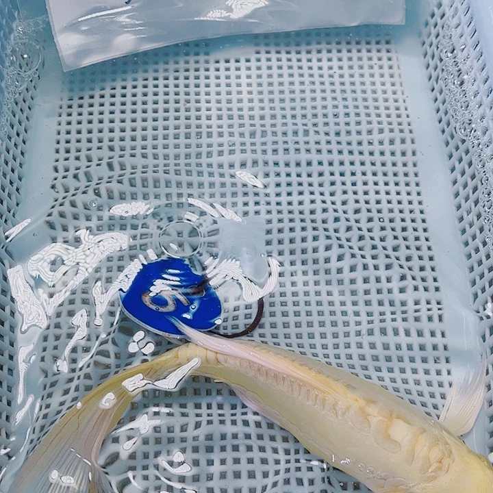 海水鱼锦鲤观赏鱼5