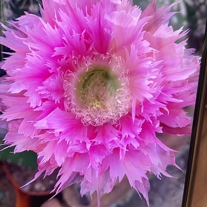 麦麦品种粉色羽毛3-4公分无根侧芽