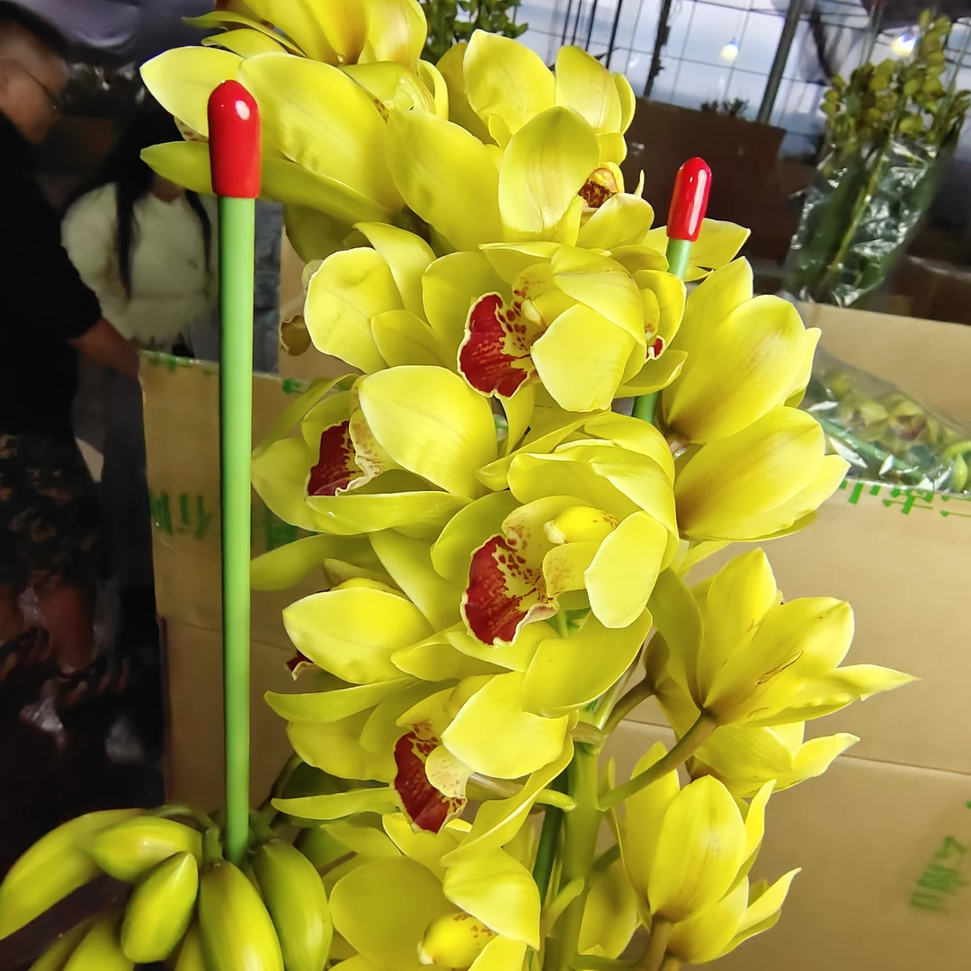 【830玉玲珑】大花惠兰年宵花带花剑发货