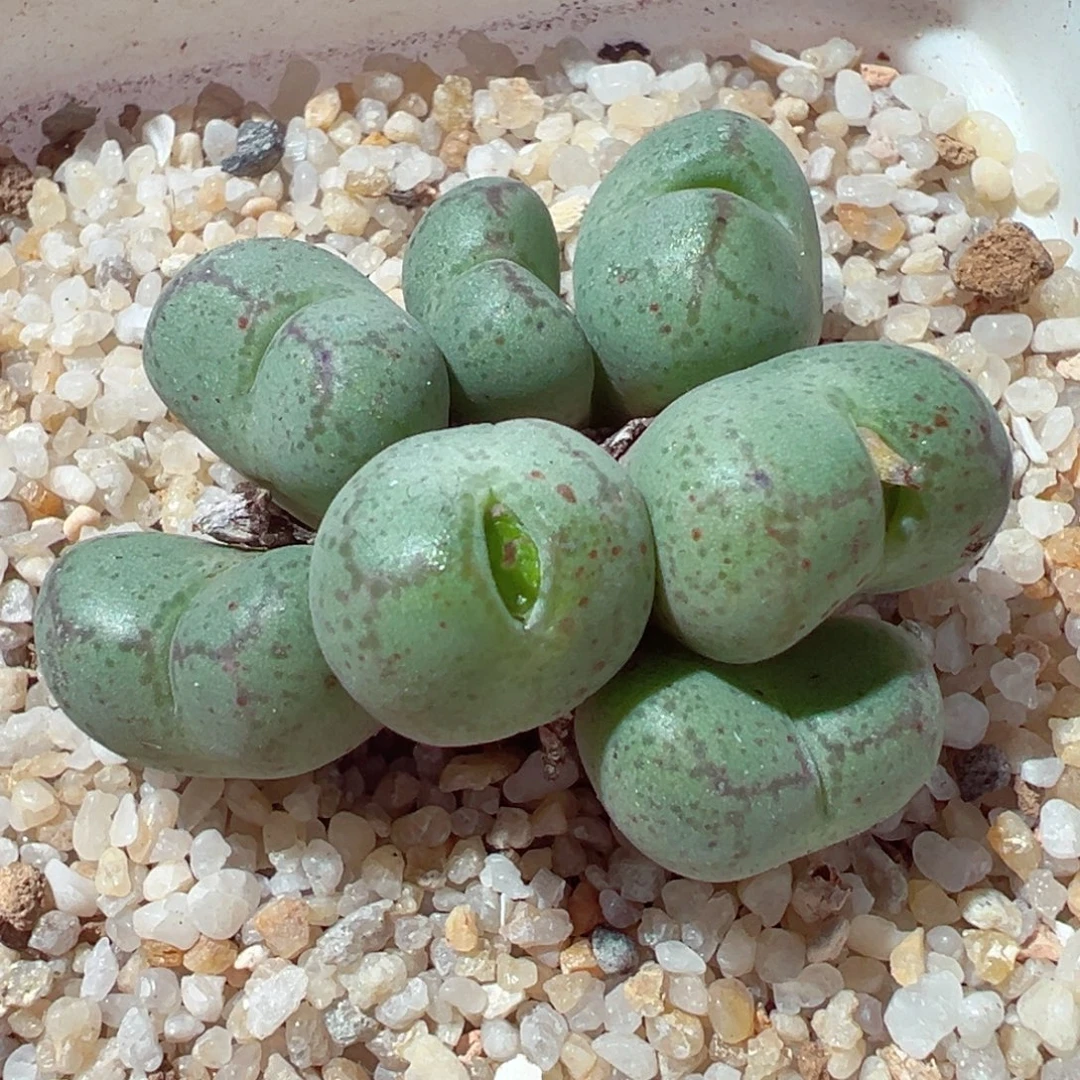 1228-161多肉多肉猴脸