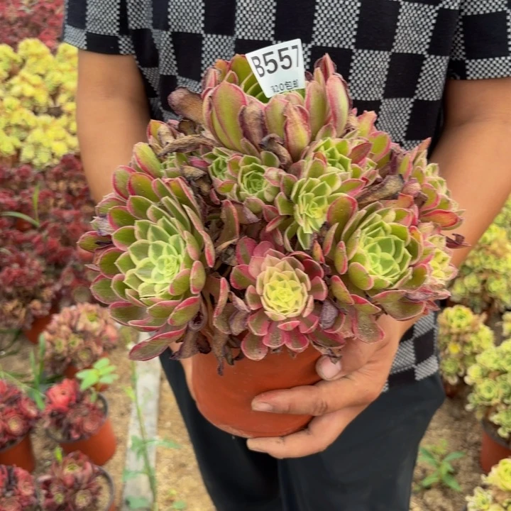 瑞妈多肉园艺，557