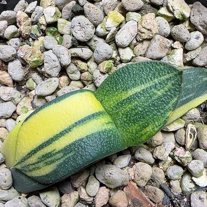 密白釉达摩雅乐殿锦实生