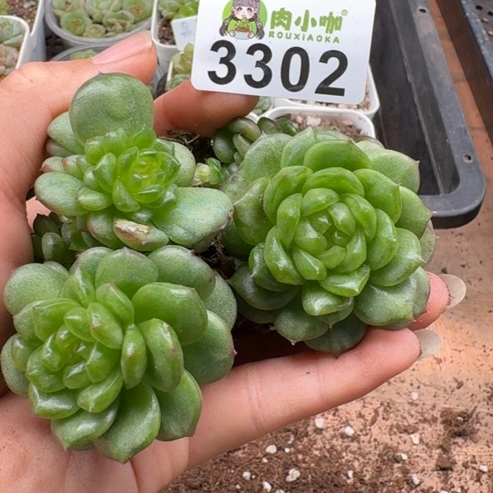 无花朵多肉植物多肉植物