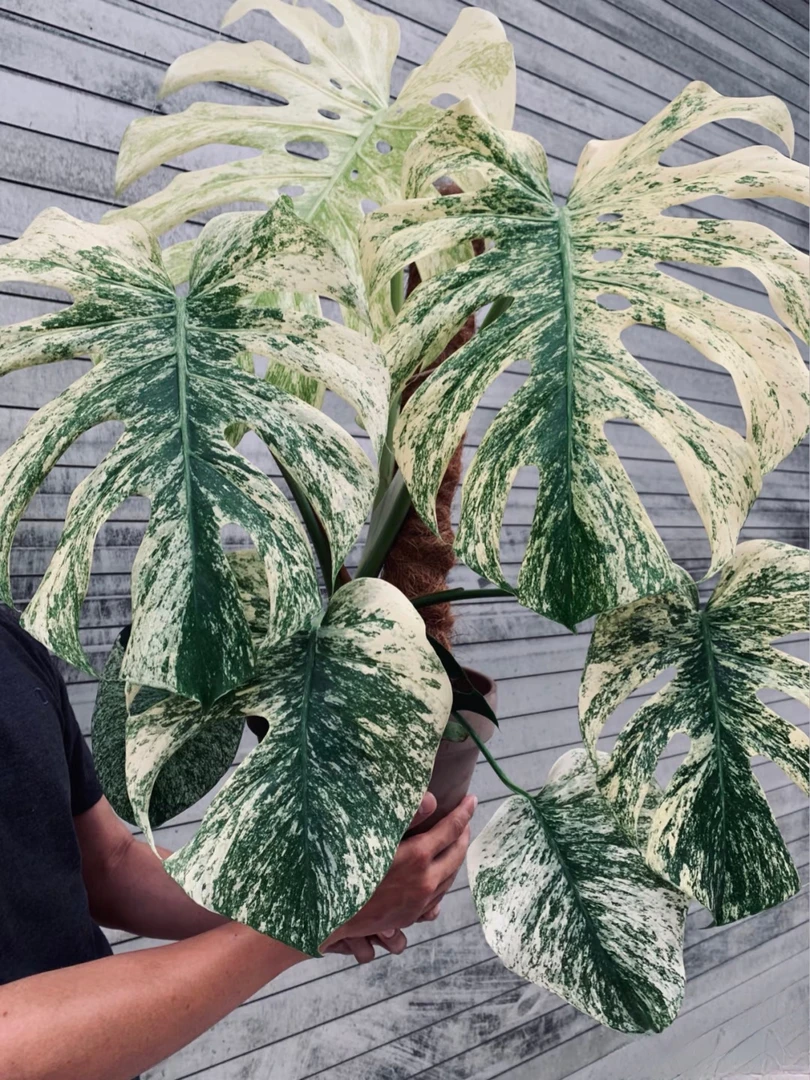 【白怪兽龟背竹】稀有高货！好养锦化龟背竹盆栽