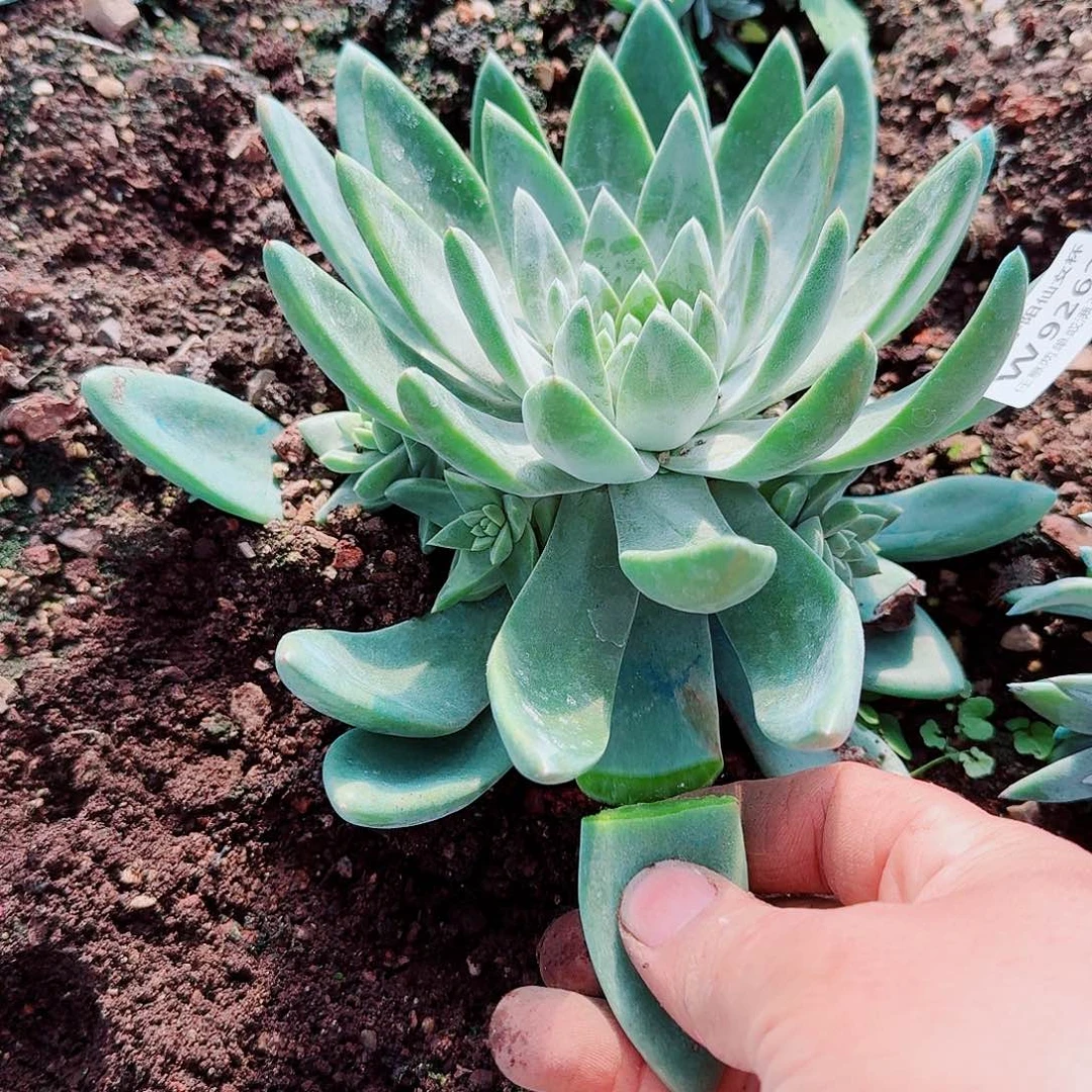 曾***过9262贝拉苹果叶多肉