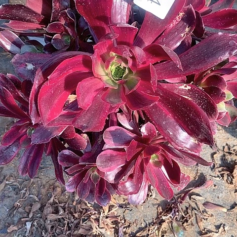 184赤霞飞多肉法师锦