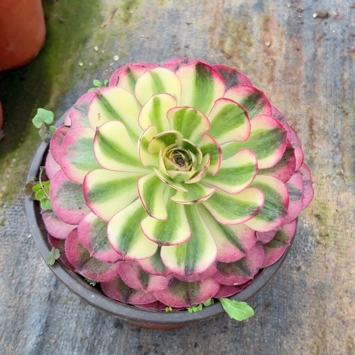 荔枝红盆量拍多肉植物