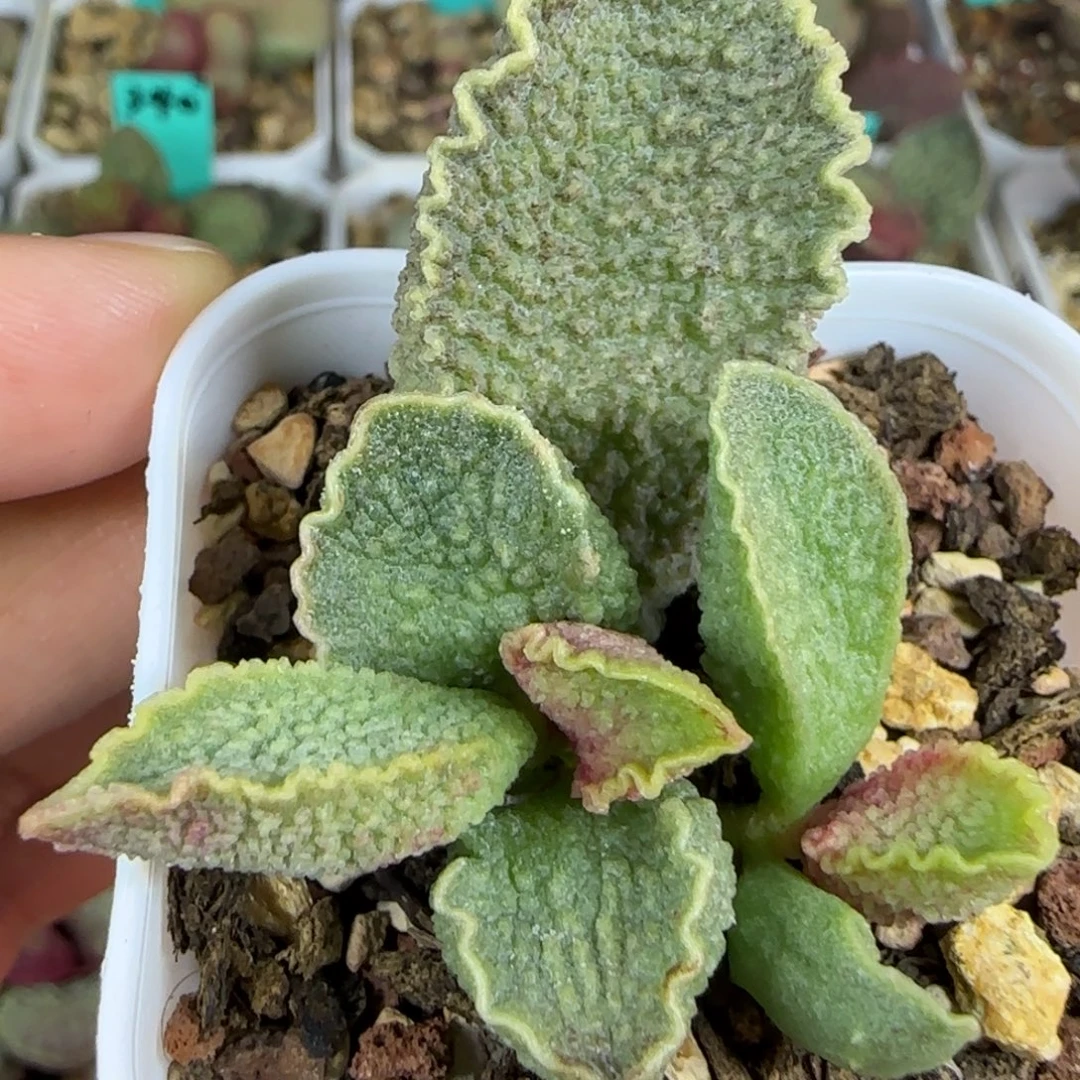 大尤绿皮叶插，五方盆发