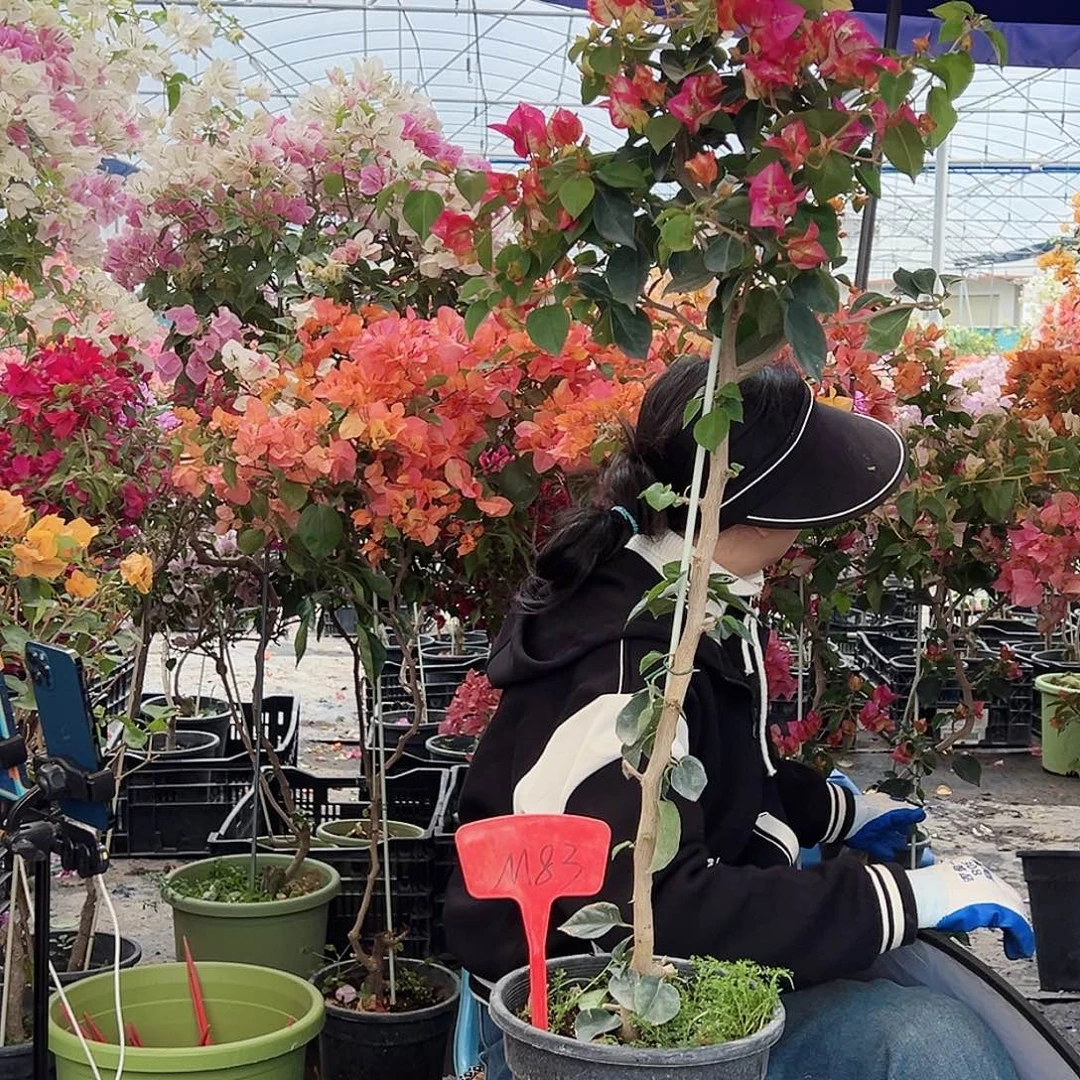 牛***？大部分花苞少量开放M83金娆