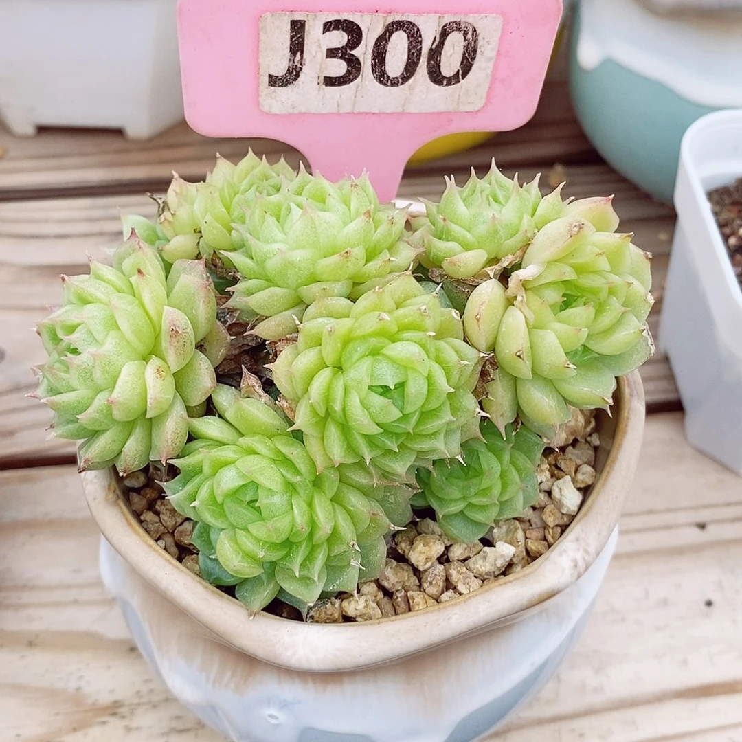 睡****?麦秆8-9cm不包整群