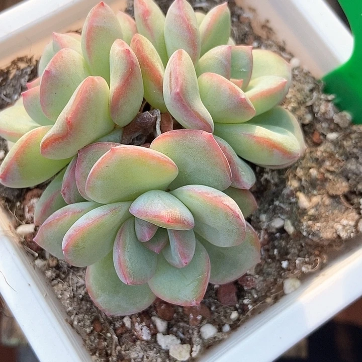 多肉泡芙群873多肉