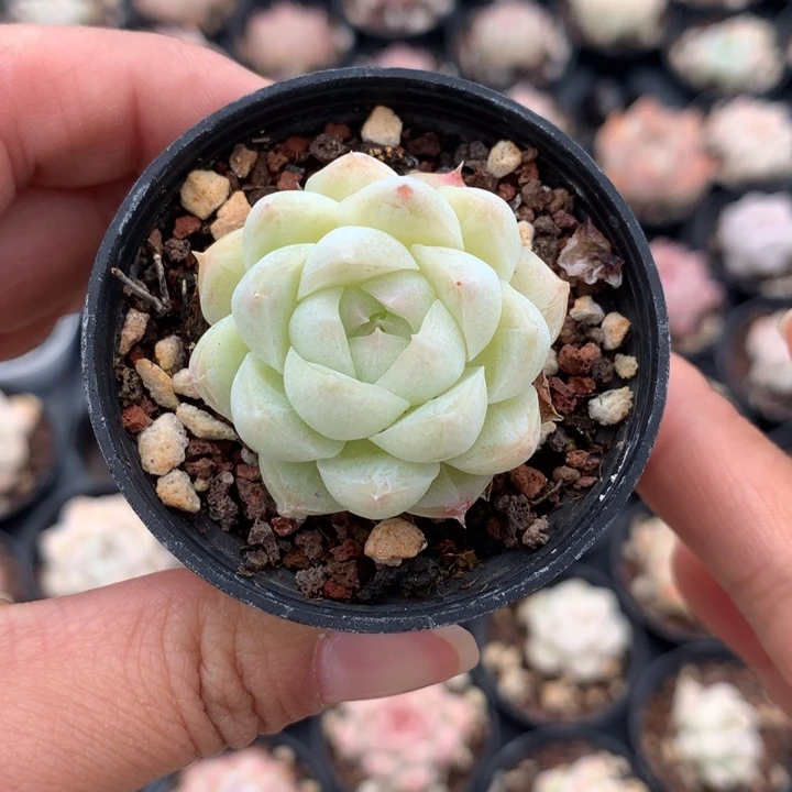 优选绿透麦秆单头