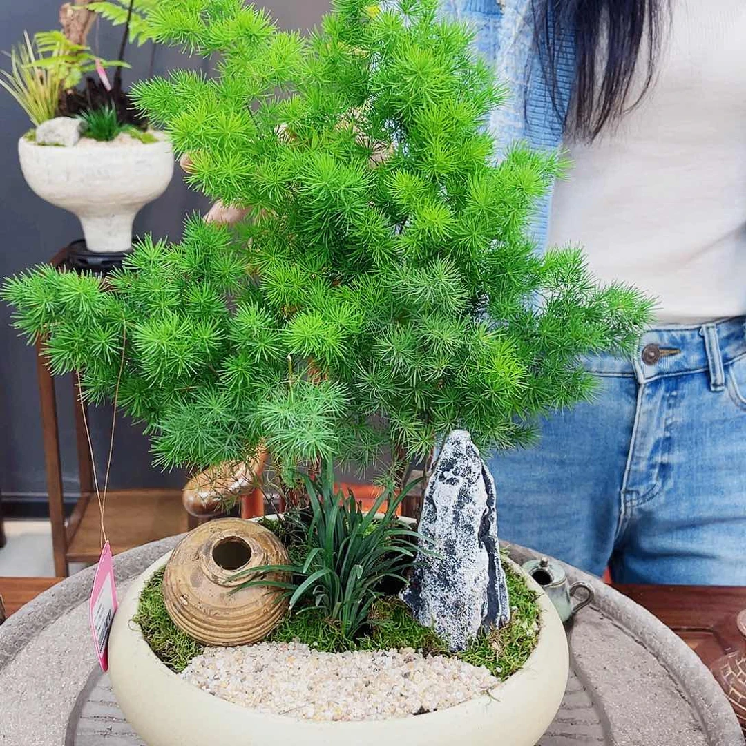 高端绿植一物一拍
