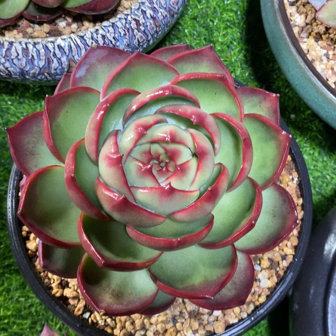惊鸿仙子一物一拍