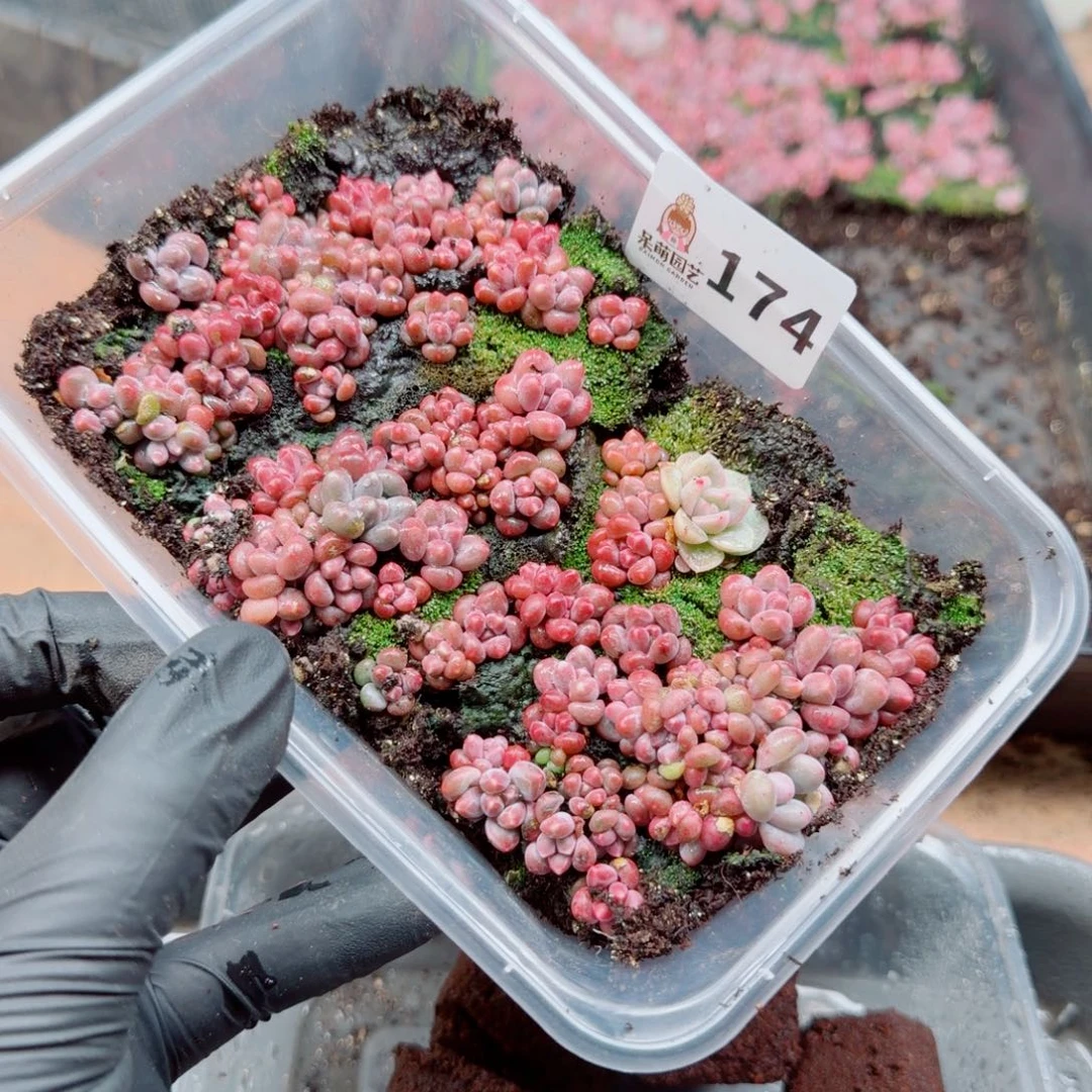 麗***_多肉植物多肉植物