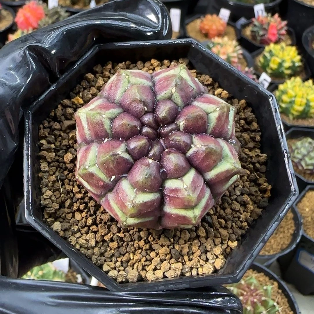 泰系名品侧芽，梦想