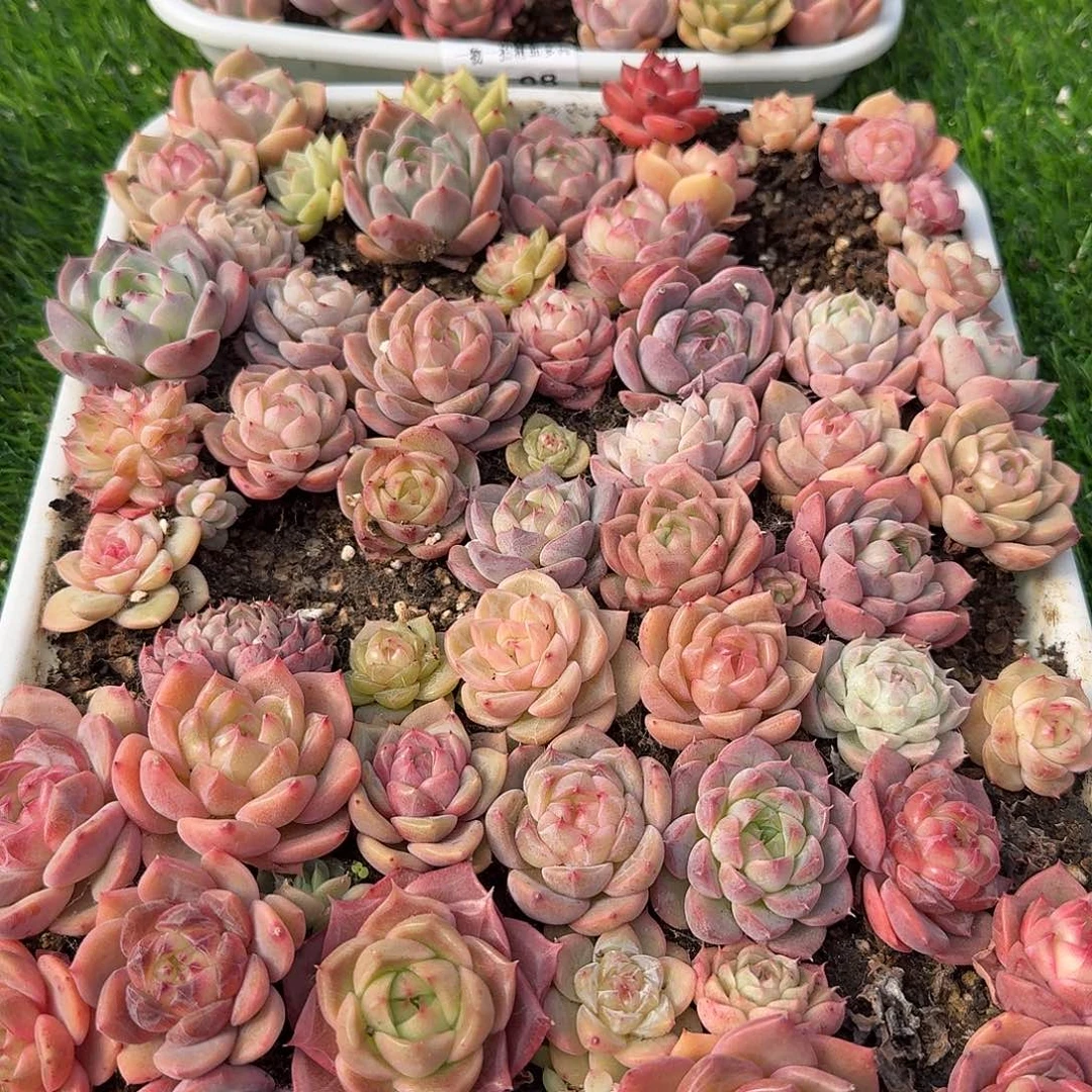 1229-21多肉一物一拍