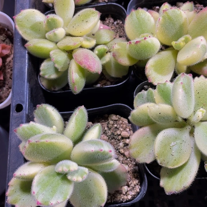 白熊2.8带盆土发