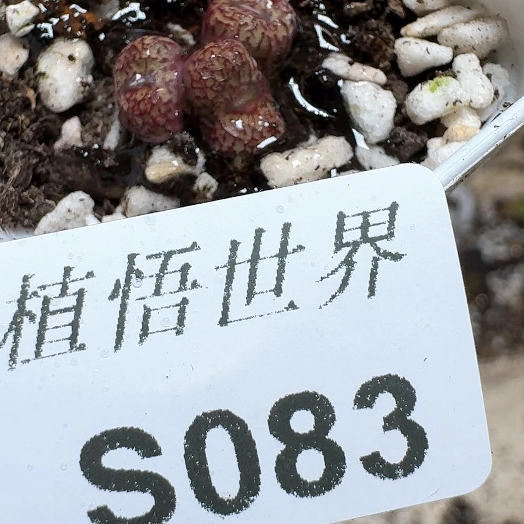 083盒多肉植物哇c f