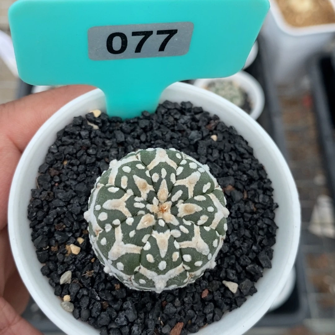 V兜多肉植物一个多肉